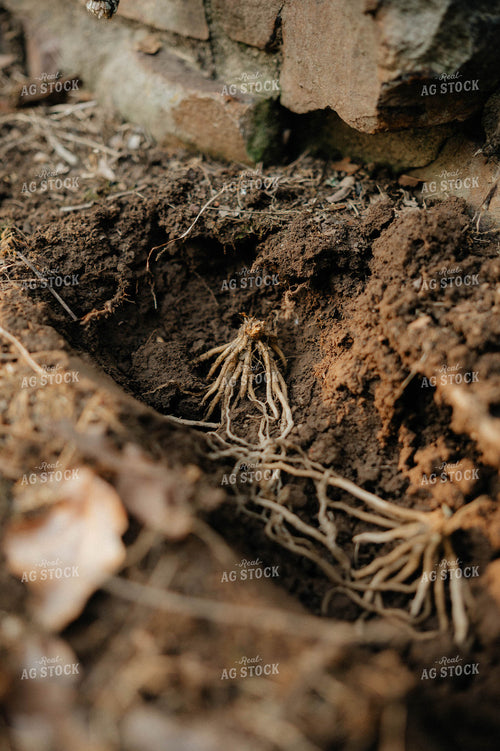 Planting Asparagus 125252