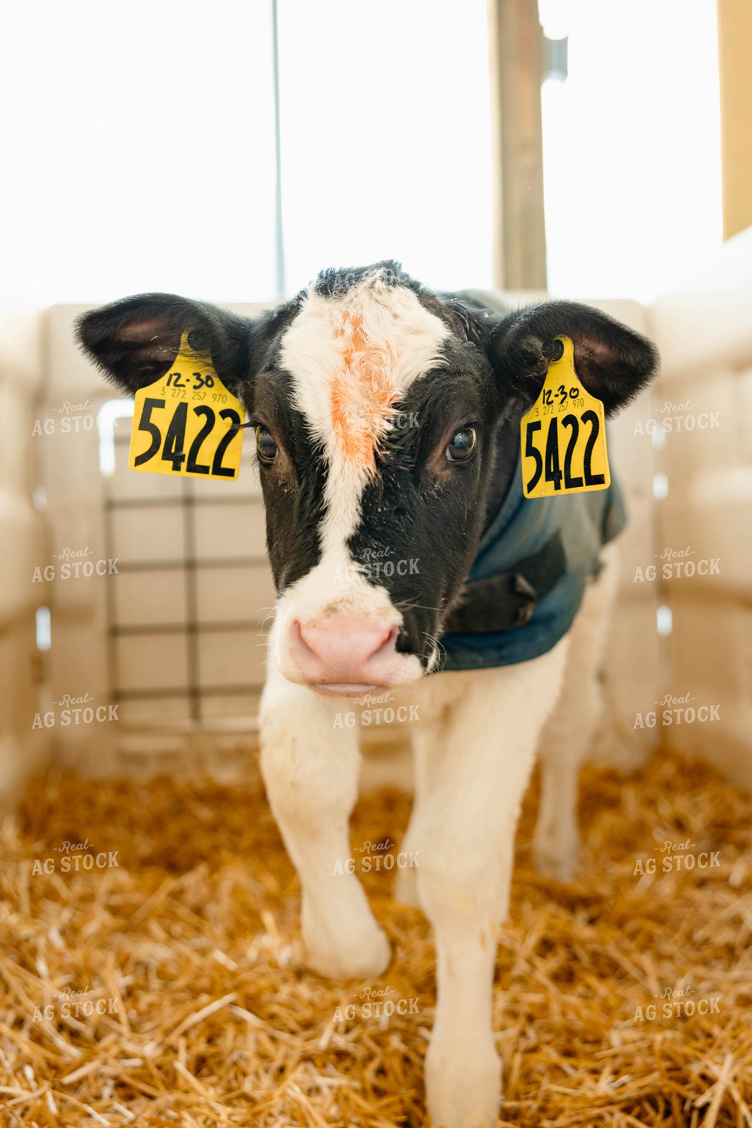 Holstein Calf 152411