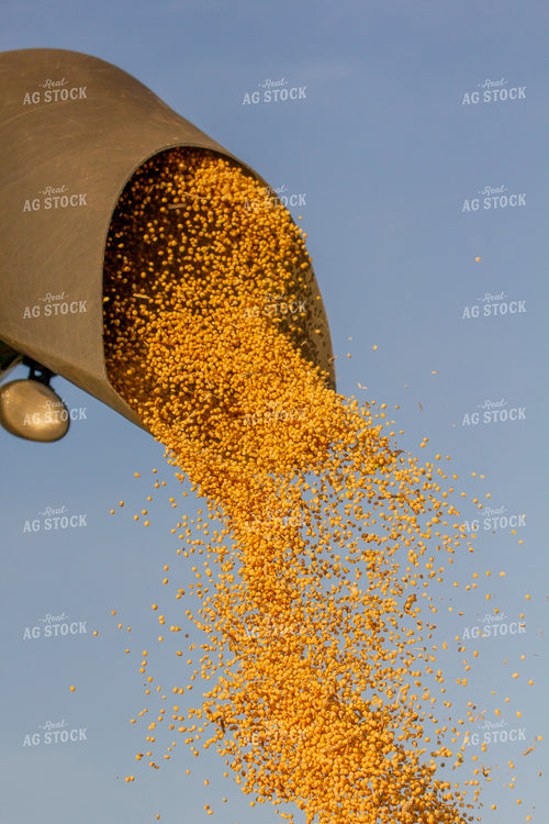 Unloading Harvested Soybeans 291131