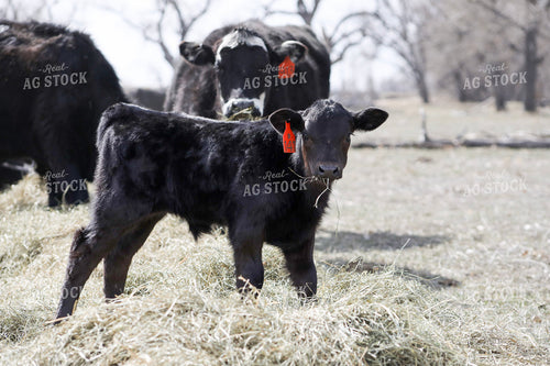 Angus Calf Eating Hay 117214
