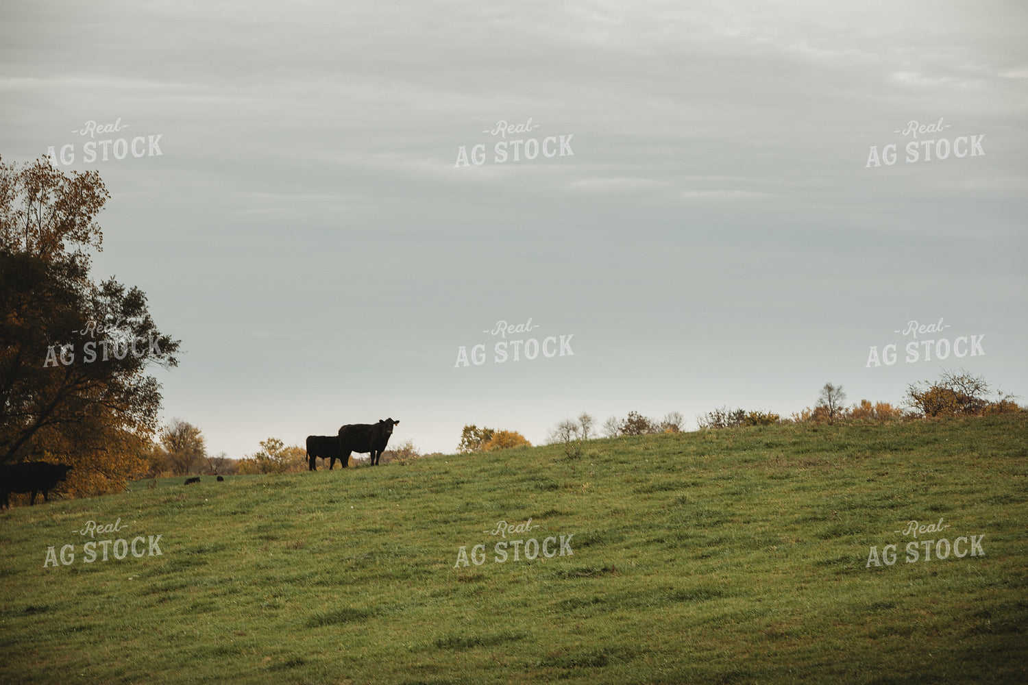 Angus Cow and Calf on Hill 3546