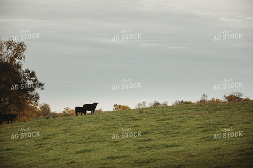 Angus Cow and Calf on Hill 3546