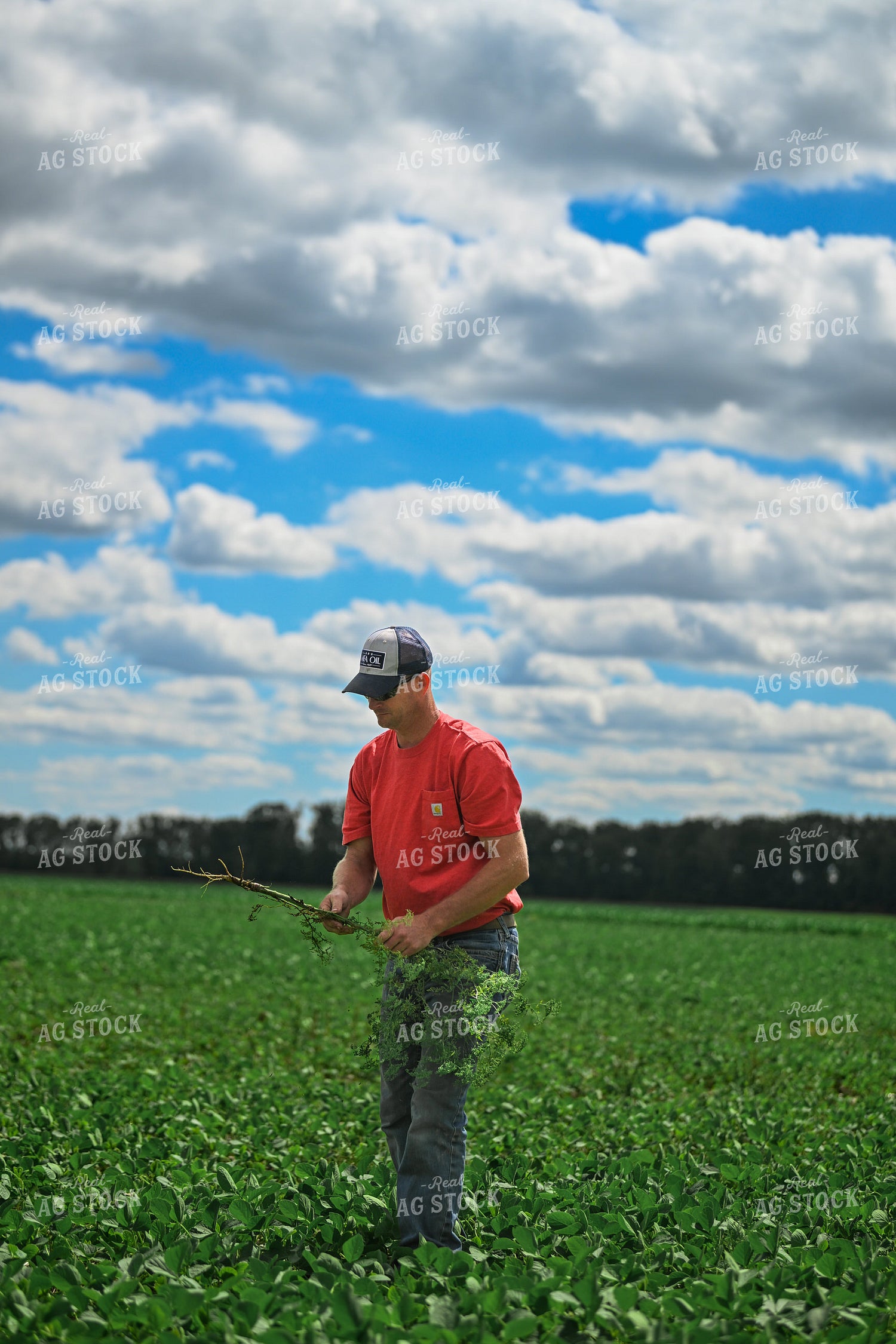 Farmer Pulling Weeds in Soybean Field 191317