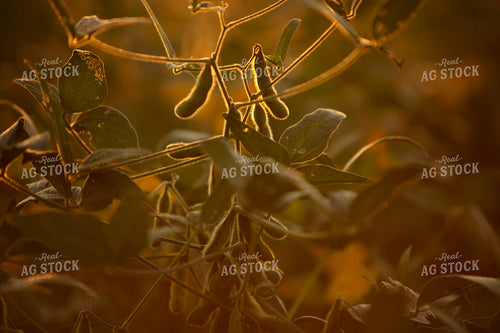 Soybeans - Mid-Season 2380