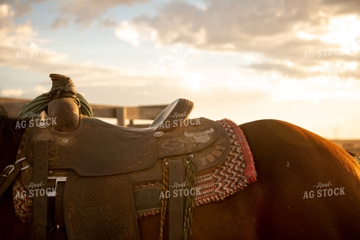 Horse Saddle 212027
