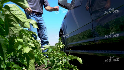 Farmer Checking Potatoes 146044