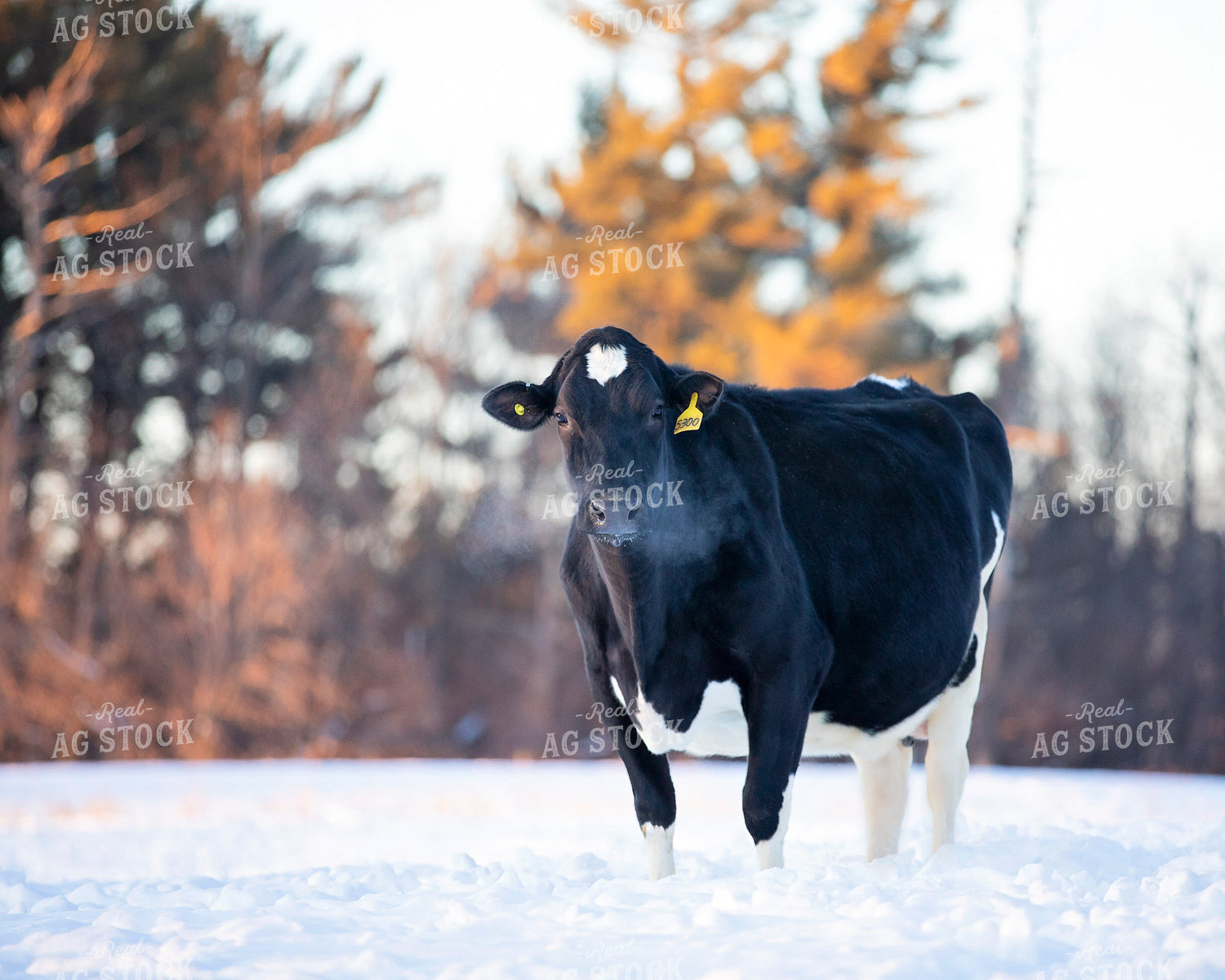 Dairy Cow in Snow 55050