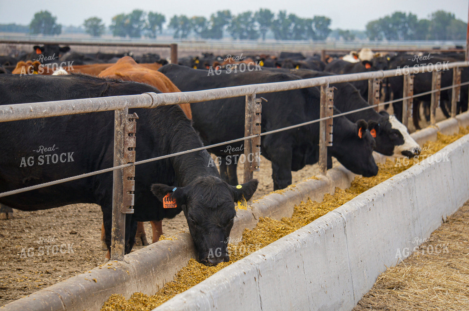 Cattle in Feedlot 156047
