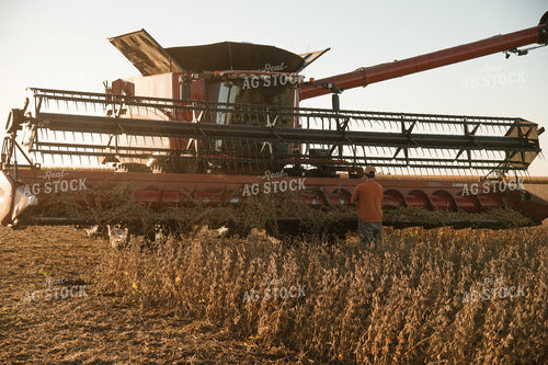 Farmer Fixing Combine at Soybean Harvest 26002