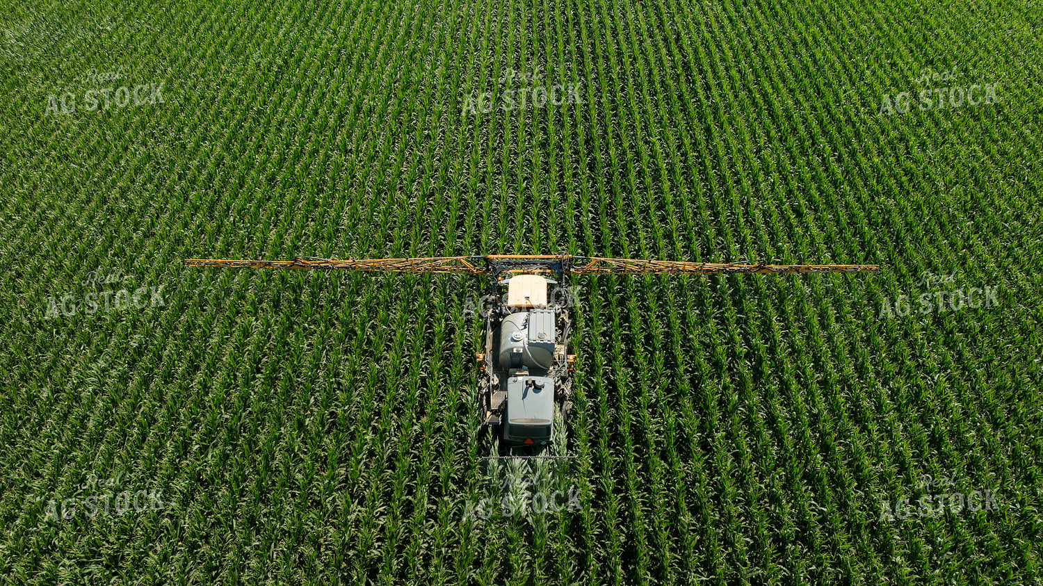 Spraying Corn 274066