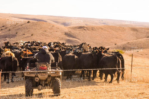 Moving Cattle Herd 299114