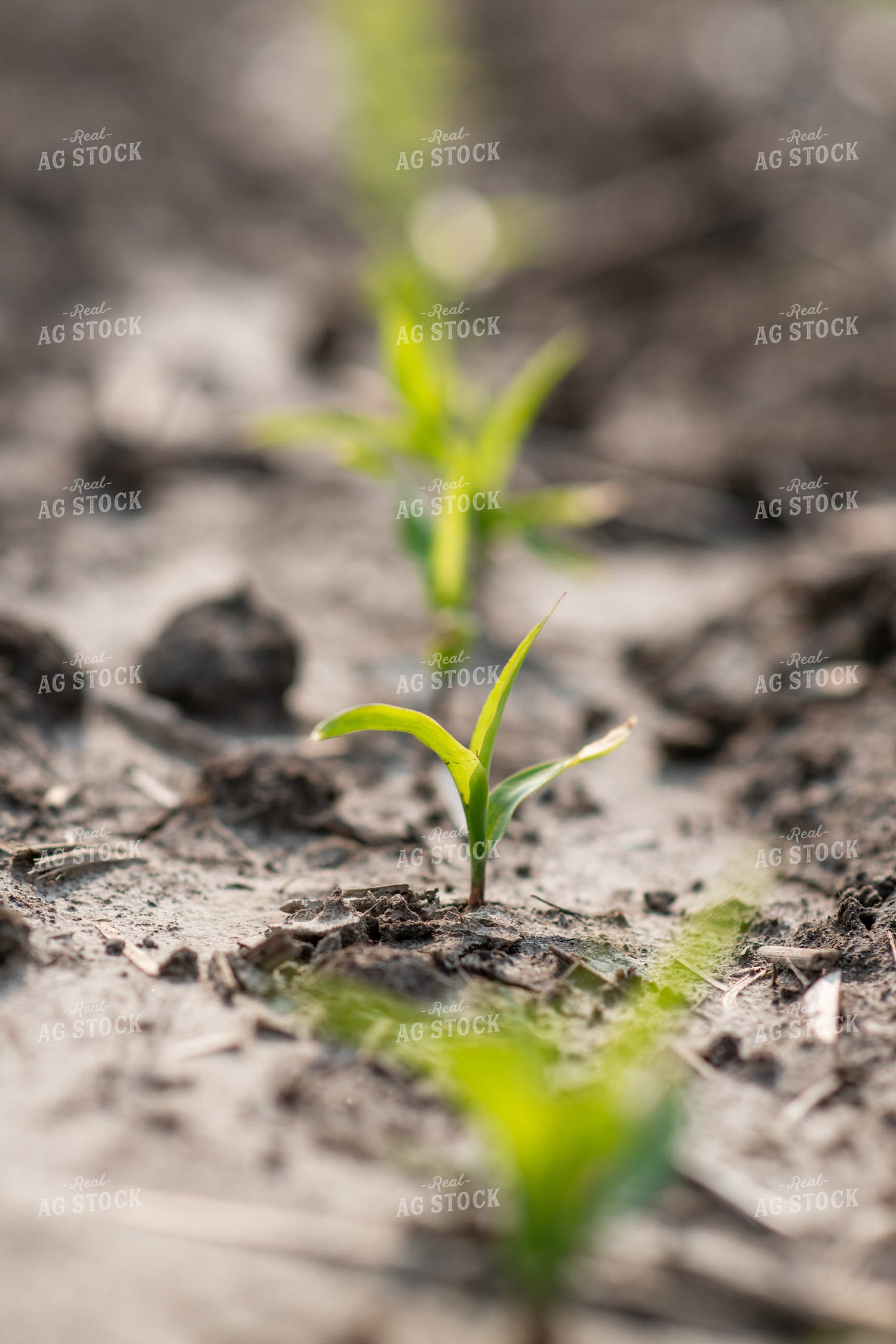 Emerging Corn 76674