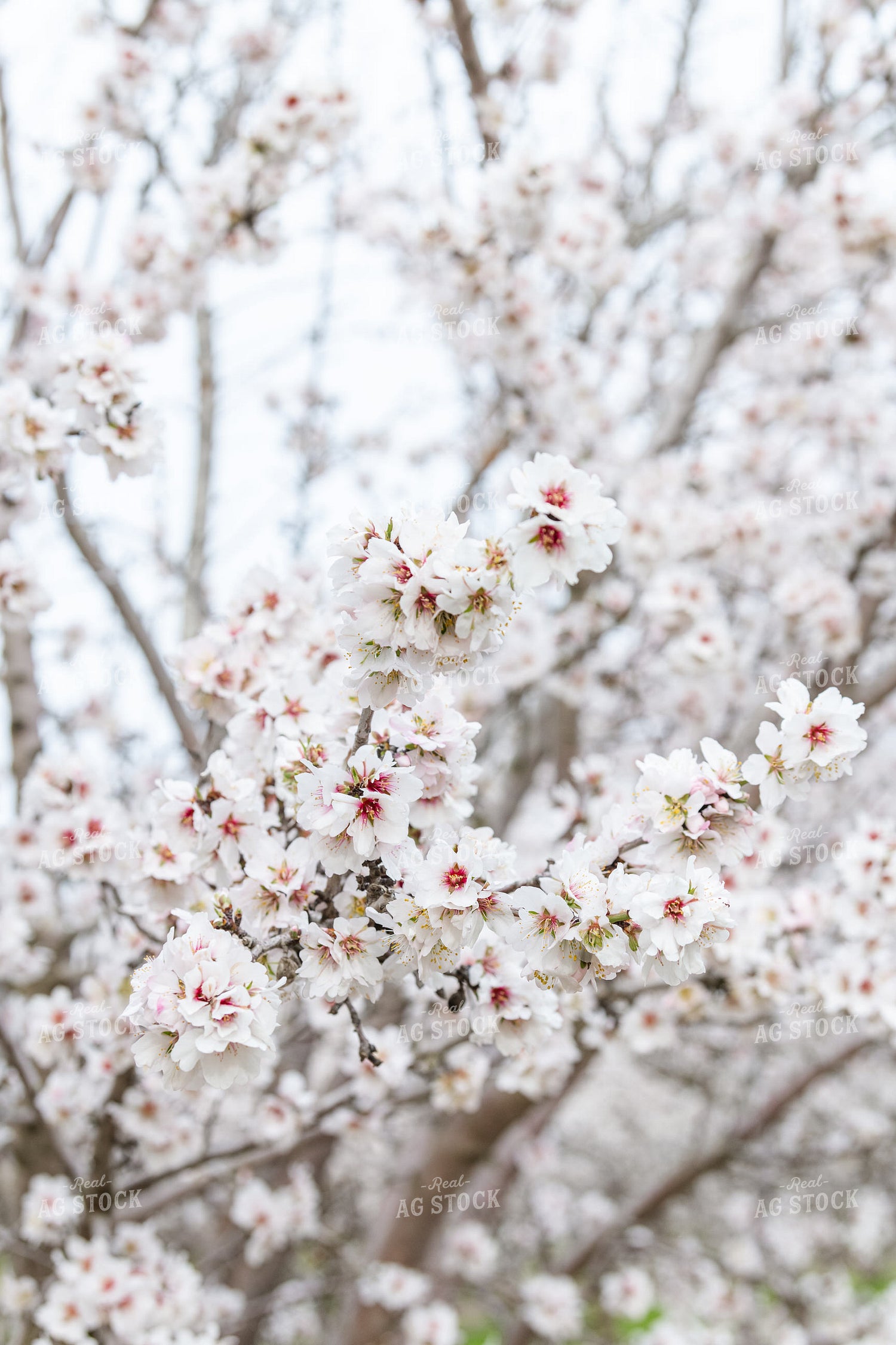 Almond Blossoms on Almond Tree 107089
