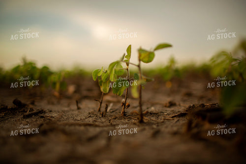 Early Growth Soybeans 6313