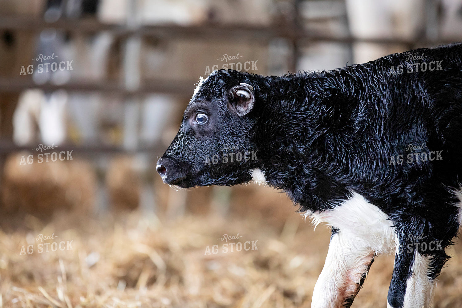 Holstein Calf 55367