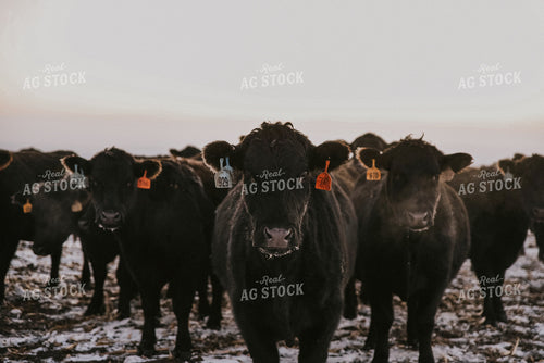 Cattle Grazing on Corn Stalks 68016