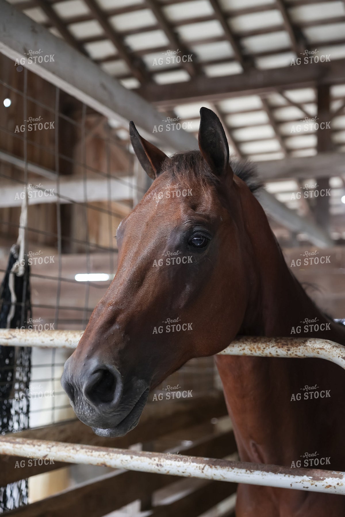 Horse 295204