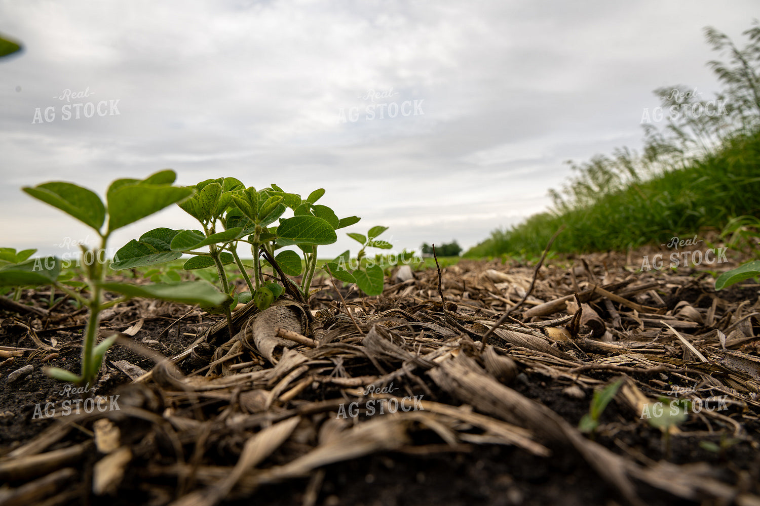 Early Growth Soybeans in Crop Residue 302055
