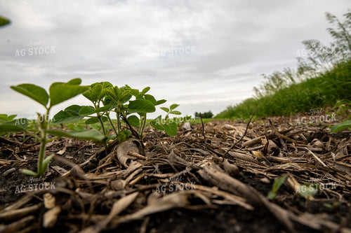 Early Growth Soybeans in Crop Residue 302055