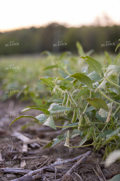 Soybean Field in Drought 233037