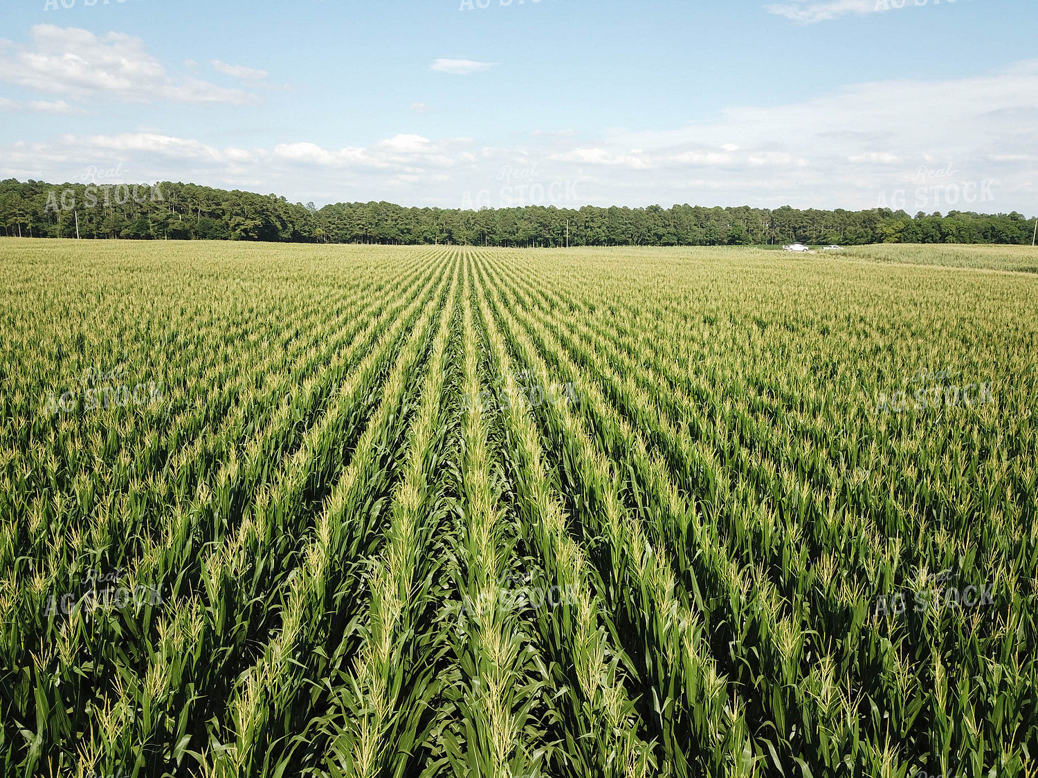 Rows of Corn 79113