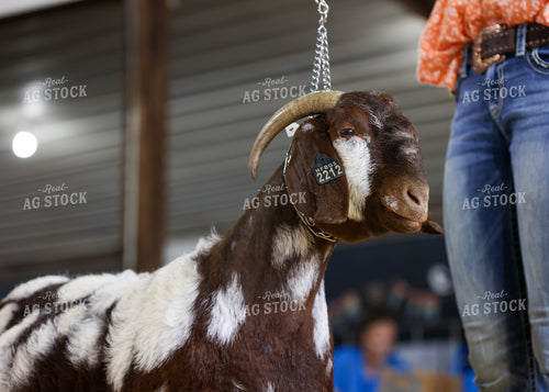 Showing Goats 160115