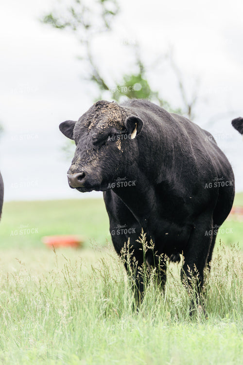 Black Angus Cow in Pasture 131019
