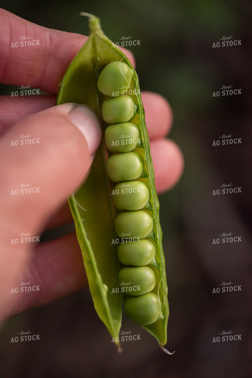 Open Pea Pod 76168