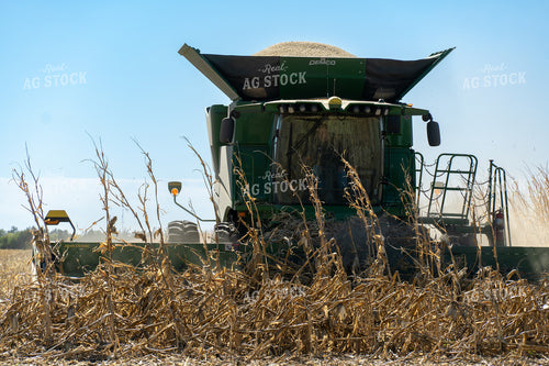 Harvesting Downed Corn 65127
