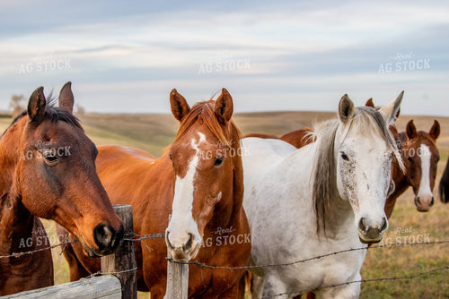 Horses on Pasture 299168
