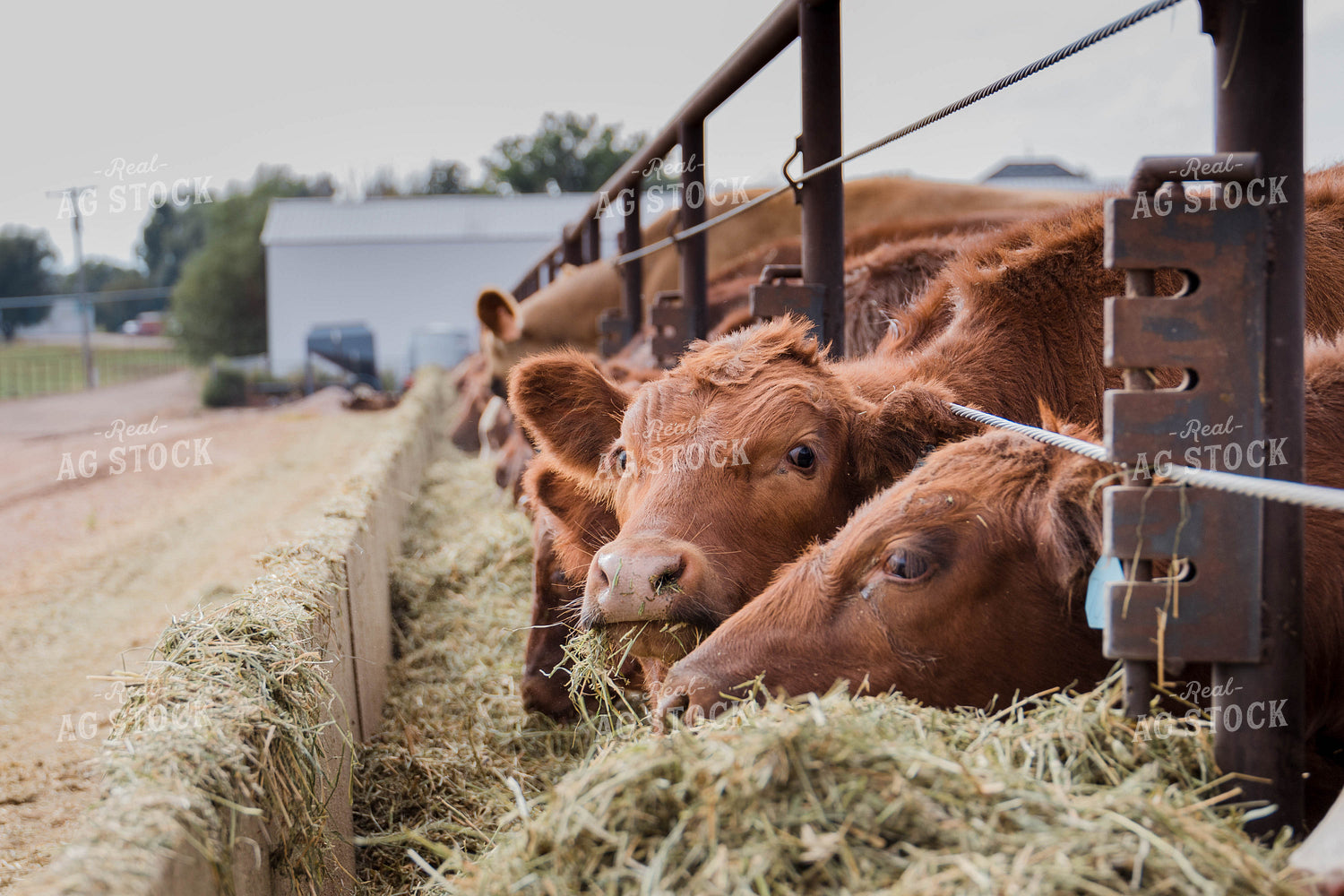 Cattle Eating Out of Trough 97074