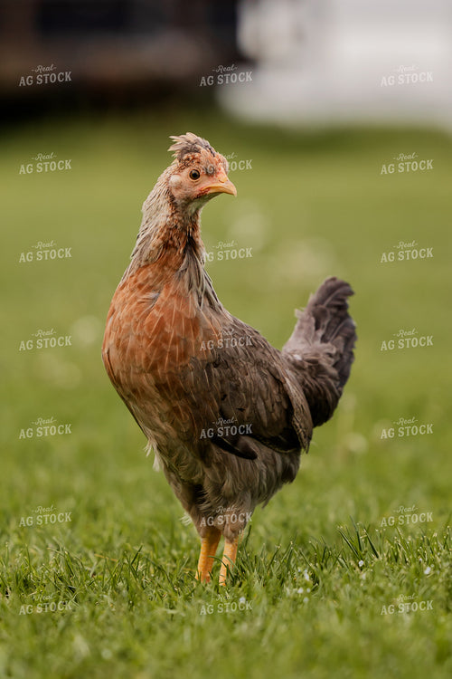 Pullet Laying Chicken 104077