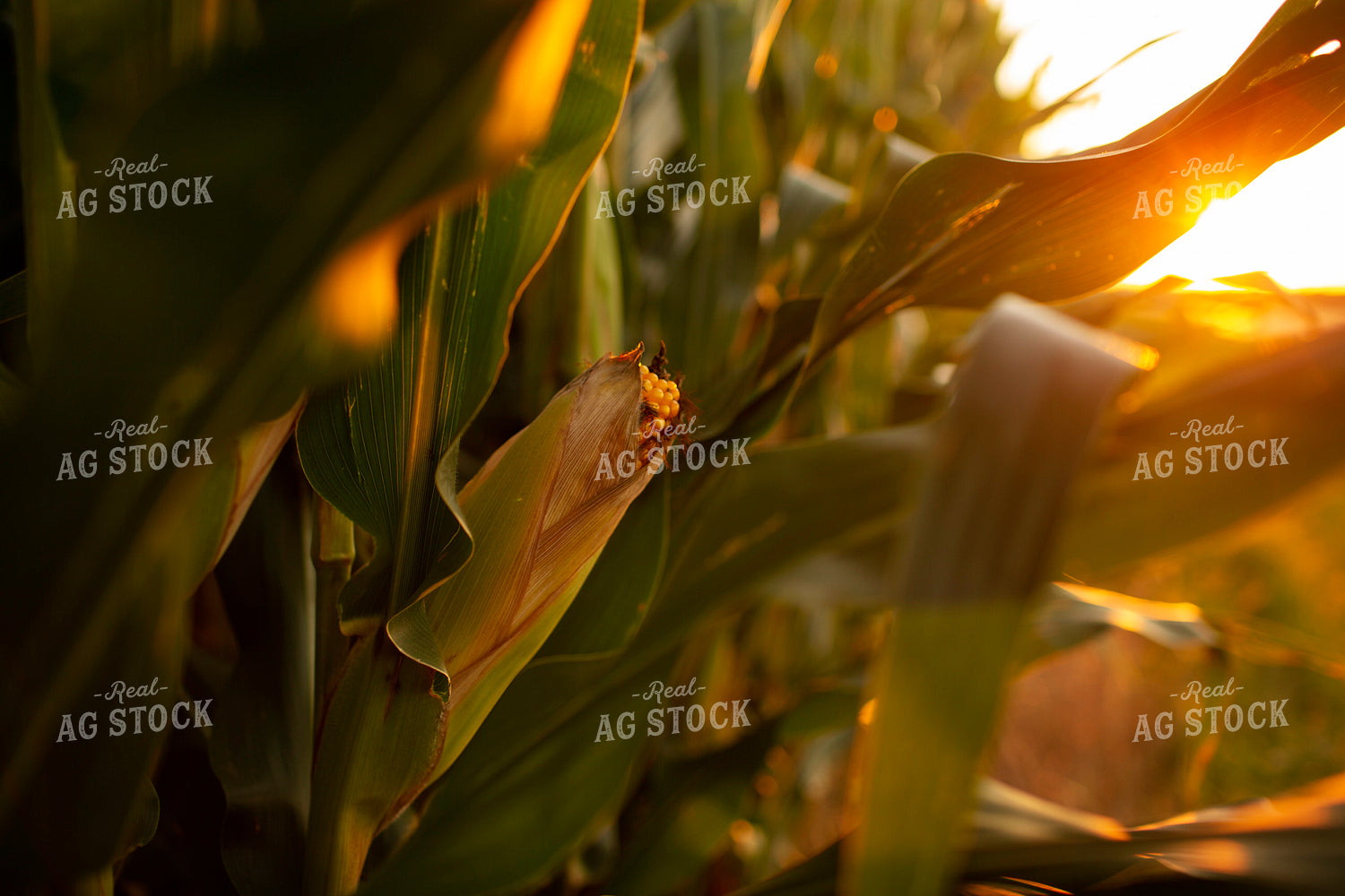 Corn - Mid-Season 2325