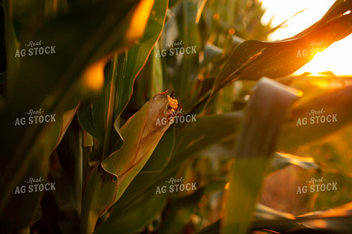 Corn - Mid-Season 2325