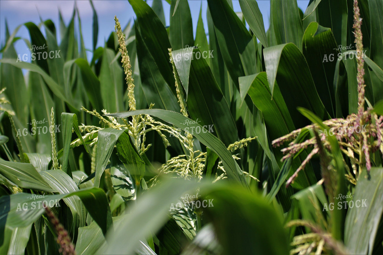Corn Tassels 82123