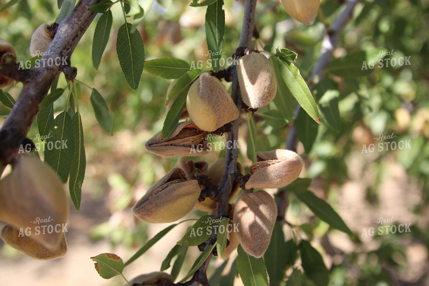 Pecans 102138