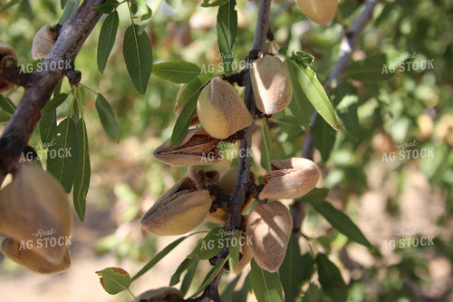 Pecans 102138