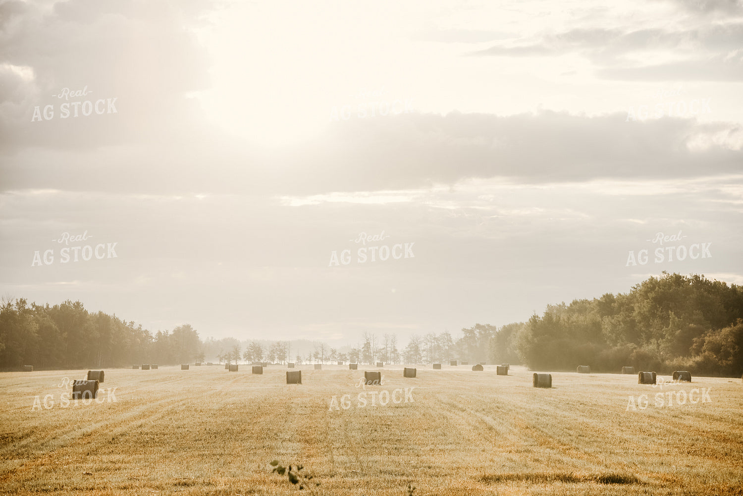 Round Hay Bales in Field 64105