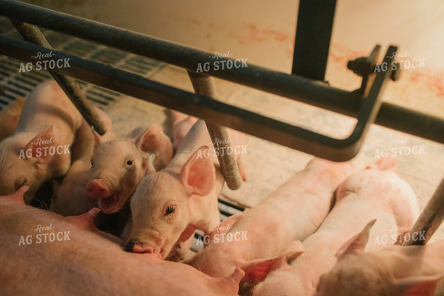 Piglets and Sow in Farrowing Stall 3245
