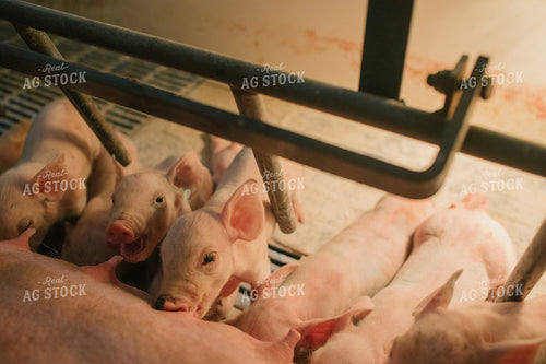 Piglets and Sow in Farrowing Stall 3245