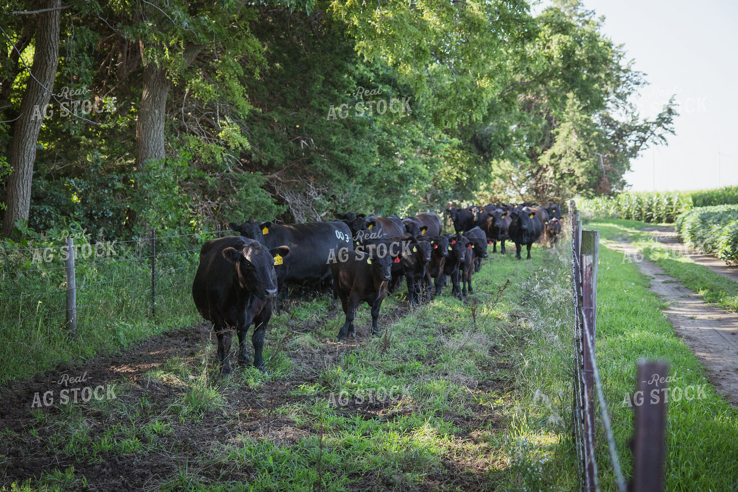 Angus Cattle 268147