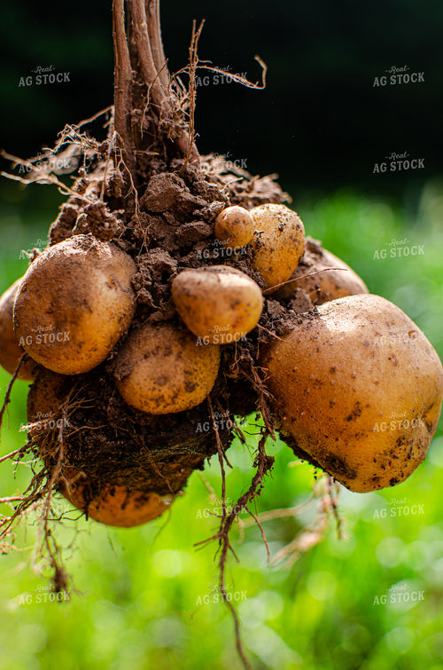 Dug Up Potato Plant With Roots 125005