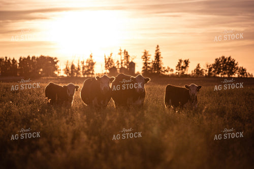 Hereford Cattle on Pasture 81168