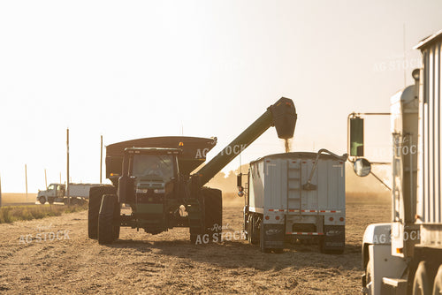 Soybean Harvest 274019