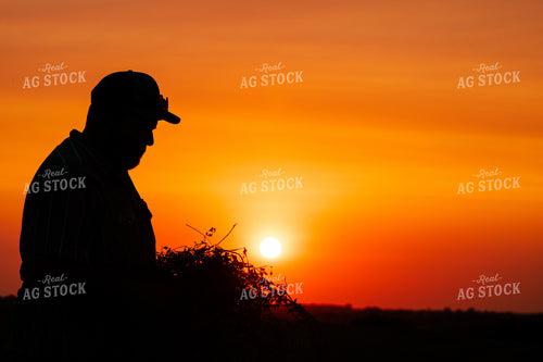 Farmer Checking Hay at Sunset 214051