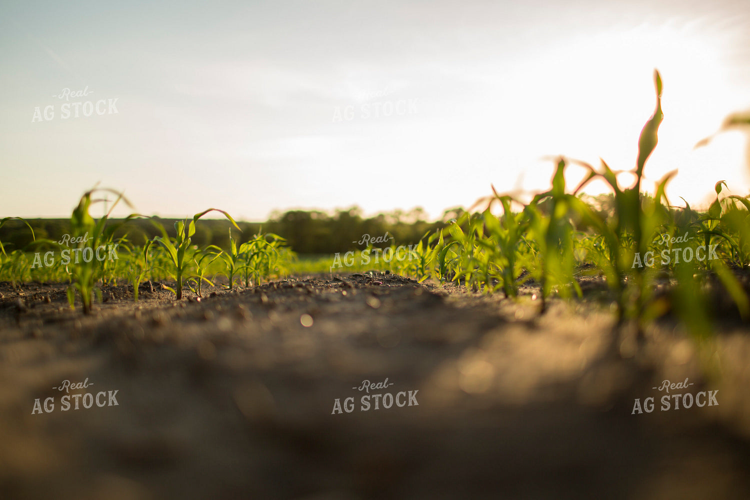 Corn - Early Growth 1067