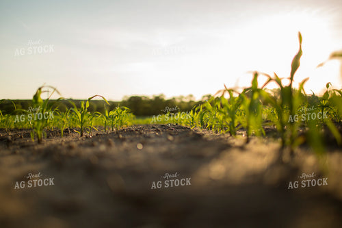 Corn - Early Growth 1067