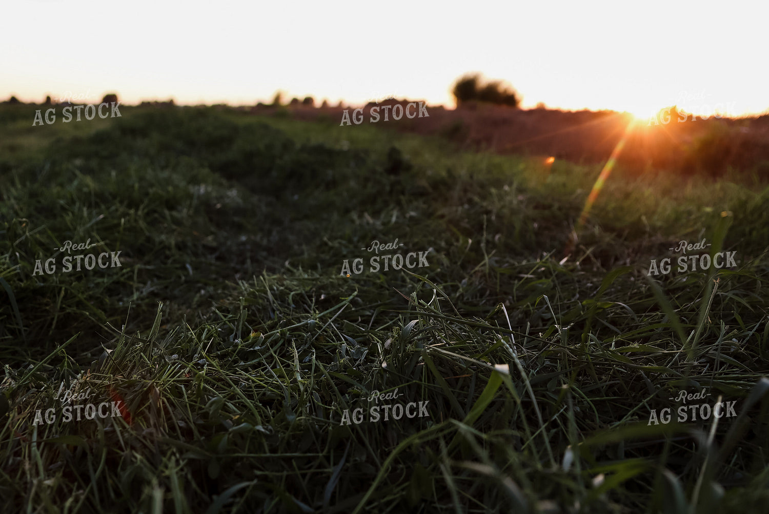 Windrowed Hay 83021