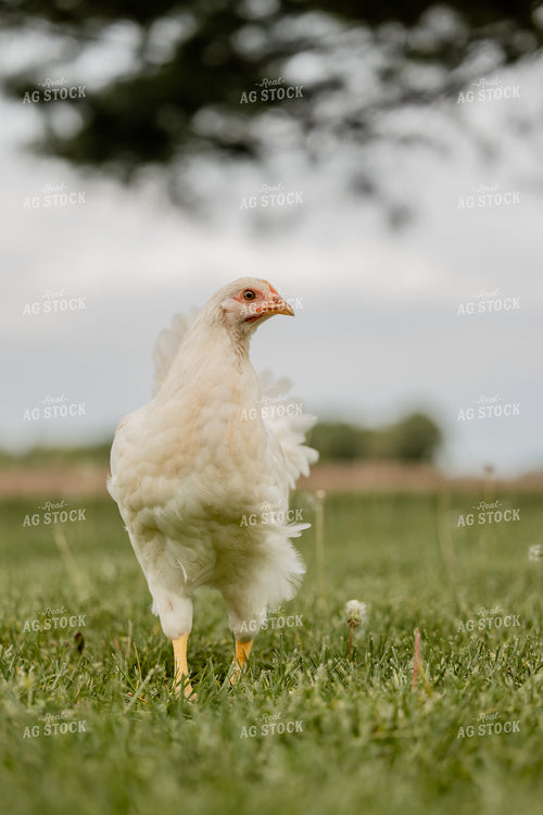 Pullet Laying Chicken 104088