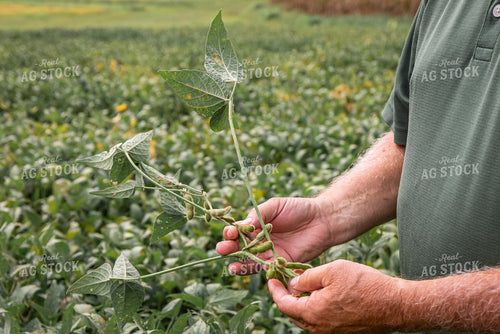 Farmer Checking Soybeans 270167